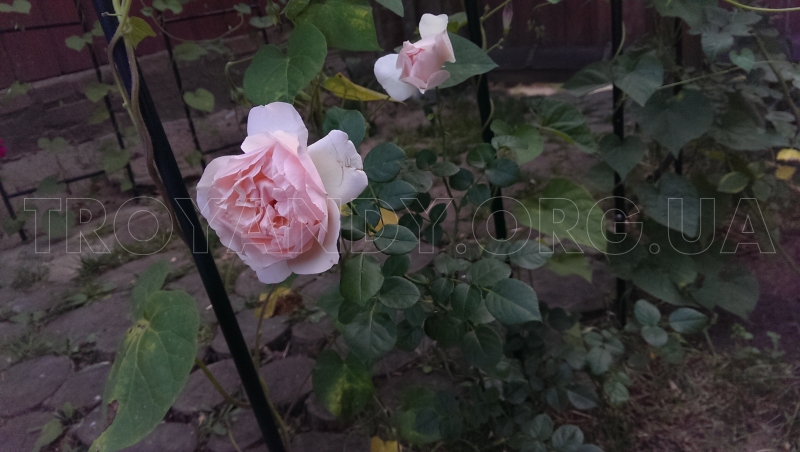 penny lane  